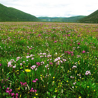 �����걣����ģ����ź���������һƬ�ӵ�����Ļ���