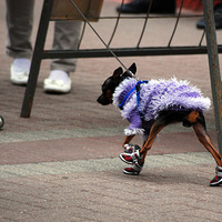 �ɰ���Ĭ��èè������