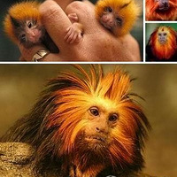 ʮ�󡰻ƽ��������ͣ����Բ�������