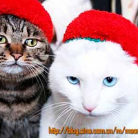 �����è�����ϸ��£��������ӣ�