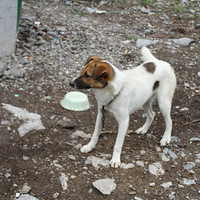 �˶�ģʽ�µ�һ�鹷����Ƭ��ԭƬ