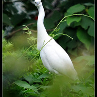 ��������ɽ��-����