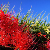 �˰�������һǧ�꣬��һǧ�꣬��Ҷ�������