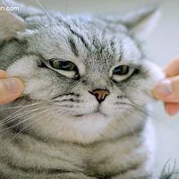 ��è��ʾ���沿������