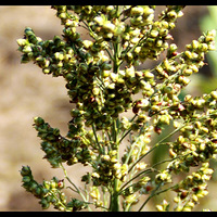 Ҳ��������Ƭ