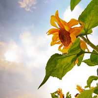 һ�������տ�����һ�������տ�