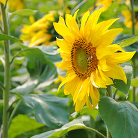 ���̵Ĵ��̣���ͼ�Ŀ�ͼ