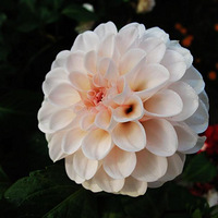 �������ĳ���С����˶���ʮ������ӳ��ȣ��еĲ����������Ӷ�