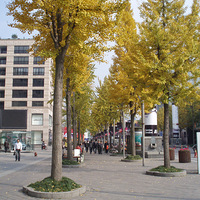 �����Ҷ��