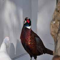 ��ɳ�ӱ��ϵ�СС����԰