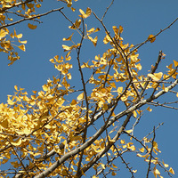 Ҳ���ö�  ����ɽ��