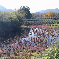 12.8�����̲�