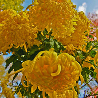 �ɾն����£���Ȼ����ɽ