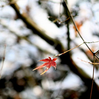 ѩ--------һƬһƬһƬ�ڻ�