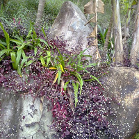 ��ﺣ���μǡ��