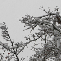 ����һЩ15�մ�ѩ����Ƭ