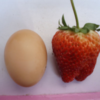 ����ıȼ�����Ĳ�ݮ