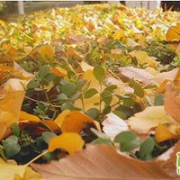 Ҷ��֪�������ֻ��һ��ȥ���