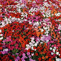 ���ڶ��죬���컹��Զ��