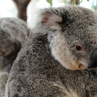 �Ĵ����Ǻ�ˮ���´���С������Ϊ�¶�