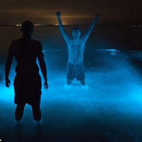 ΢�������֣����޺���ҹ�䷢����ɫӫ��