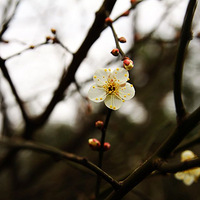 ѩδ̤��÷��Ѱ��«�ѲУ�������