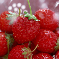 ��ů��������ݮ�ж��----��ׯ������ɳժ��ݮȥ�