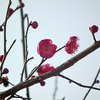 �����С���������ˣ�С��������÷���Կ�