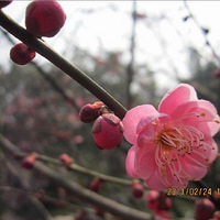 2011��ɽ÷����