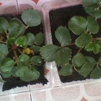 ֲ�������ڼ����˼��ò���****2011.3.30����