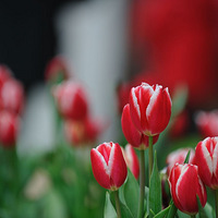 ����С��