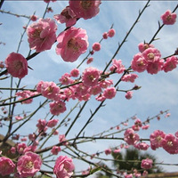 ������ס�Ҽҡ���ɫ��԰������