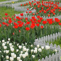 ���ι�����������