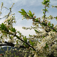 �����һ�ʢ���ĵط�����Դ����