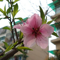 �����ᣨ���ϸ����С�����