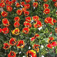 ̫����һ���Ρ��п��п�������