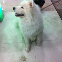 �ÿɰ����������ܸ�һֻ������