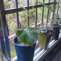 �ҵ�С������~~���½�չ��~����ݮ���ڿ�������