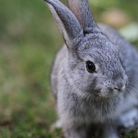 ���ӵǴ�һֻС����