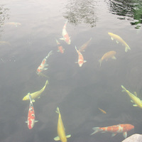 ��ͨͬ��ѩ�����Լ����տ���Ƥ��