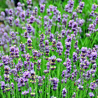 ���������졿ͩ®޹�²�԰���Ư����Ů