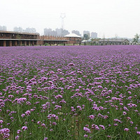 ���ϵ�������޹�²ݵ�����������ɽկ����������