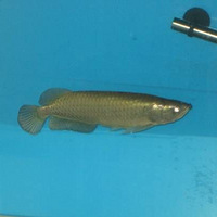 һ���˲����µ�����������Žйµ�������԰�