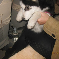 ������������С�����ӣ�