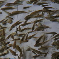 ��ԭ�ϵ�����