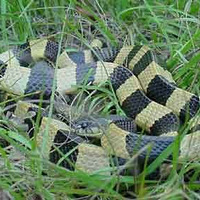 �����������������Ӧ������