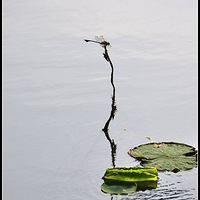 ��ֻ����