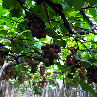 �Լ��ֽ���ʯ������ѳٵ�����