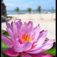 �Ϻ����������ޱ�+���嵺������ҹ