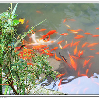 ��Ϫ����